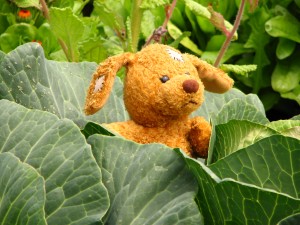 If you go down to the garden… Dunham Massey welcomes hundreds of teddy bears for a picnic c. National Trust