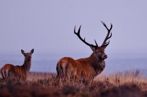 Visitors to Science in the Park will learn more about wild deer in the Peak District National Park