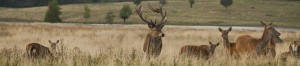 deer-in-park-markwilliamson