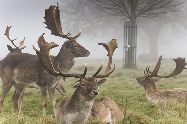 The Roar and the Rut A Seasonal Deer Walk at Dunham Massey. 26-28 Oct ...